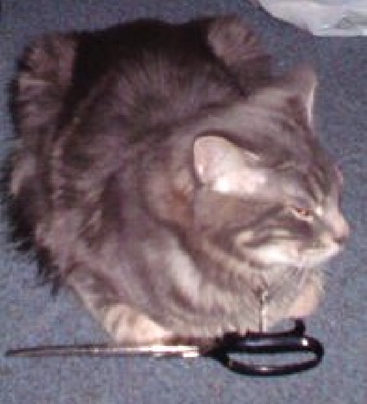 2004-12-26-nicolexanna-kinses plotting.jpg 2004-12-26-nicolexanna-kinses plotting.jpg