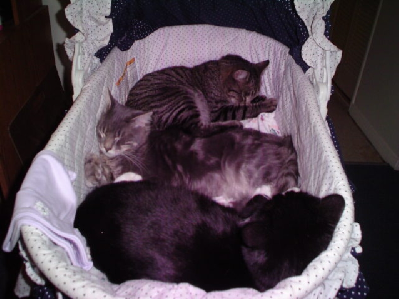 2005-02-03-guest-cats in basinet.jpg