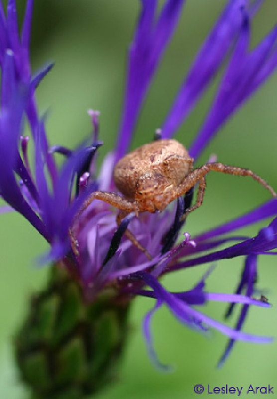 2005-09-23-greentara-spiderams.jpg