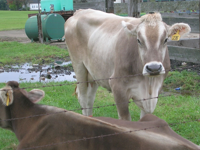 cows_in_hadley_massachusetts.jpg