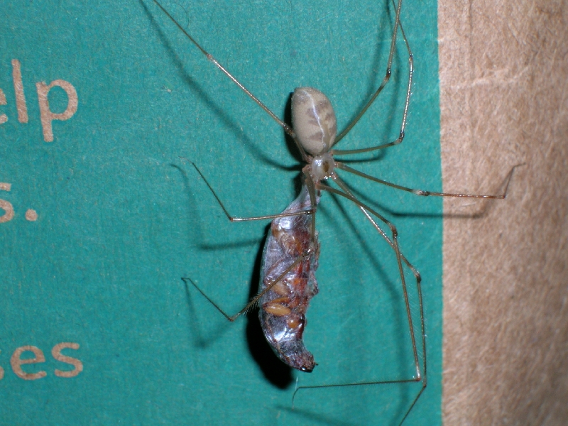 ratjed---spider_eats.JPG