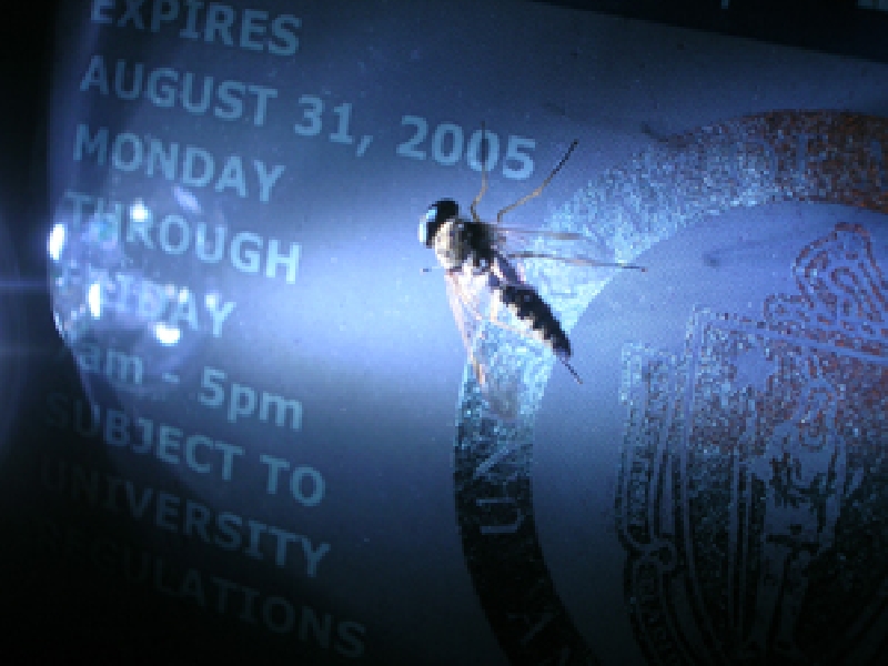 small_fly.jpg