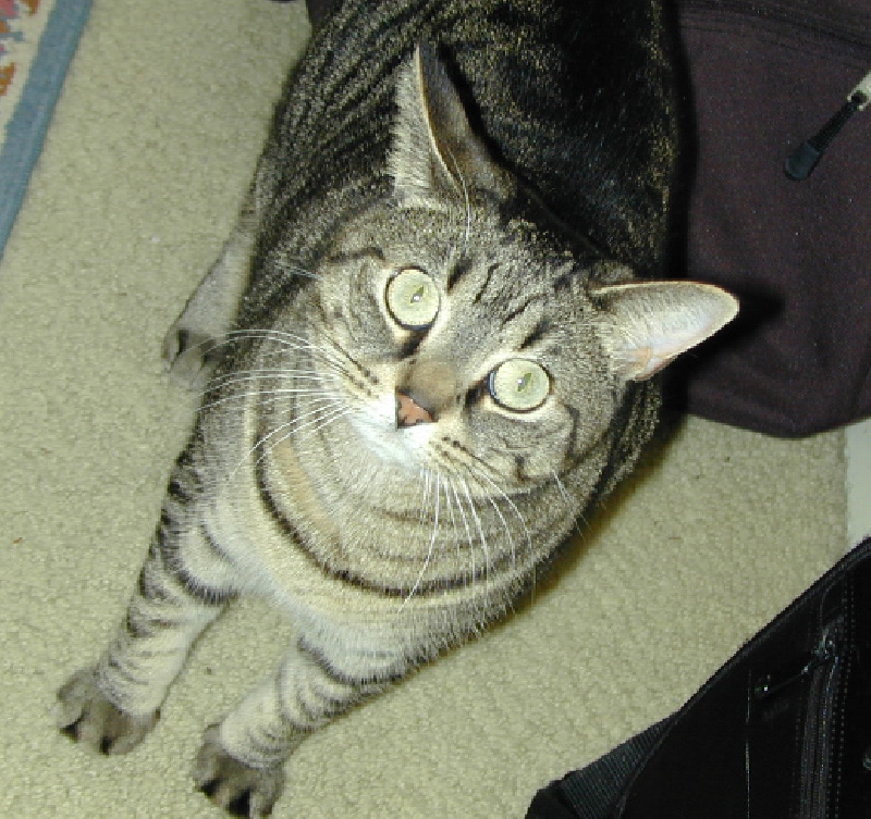 kitty3[1].jpg