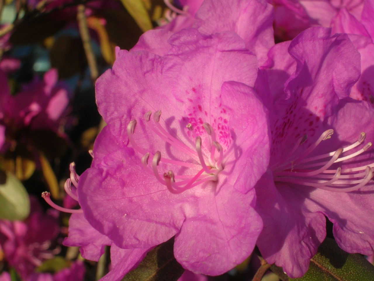 fuchsia flower