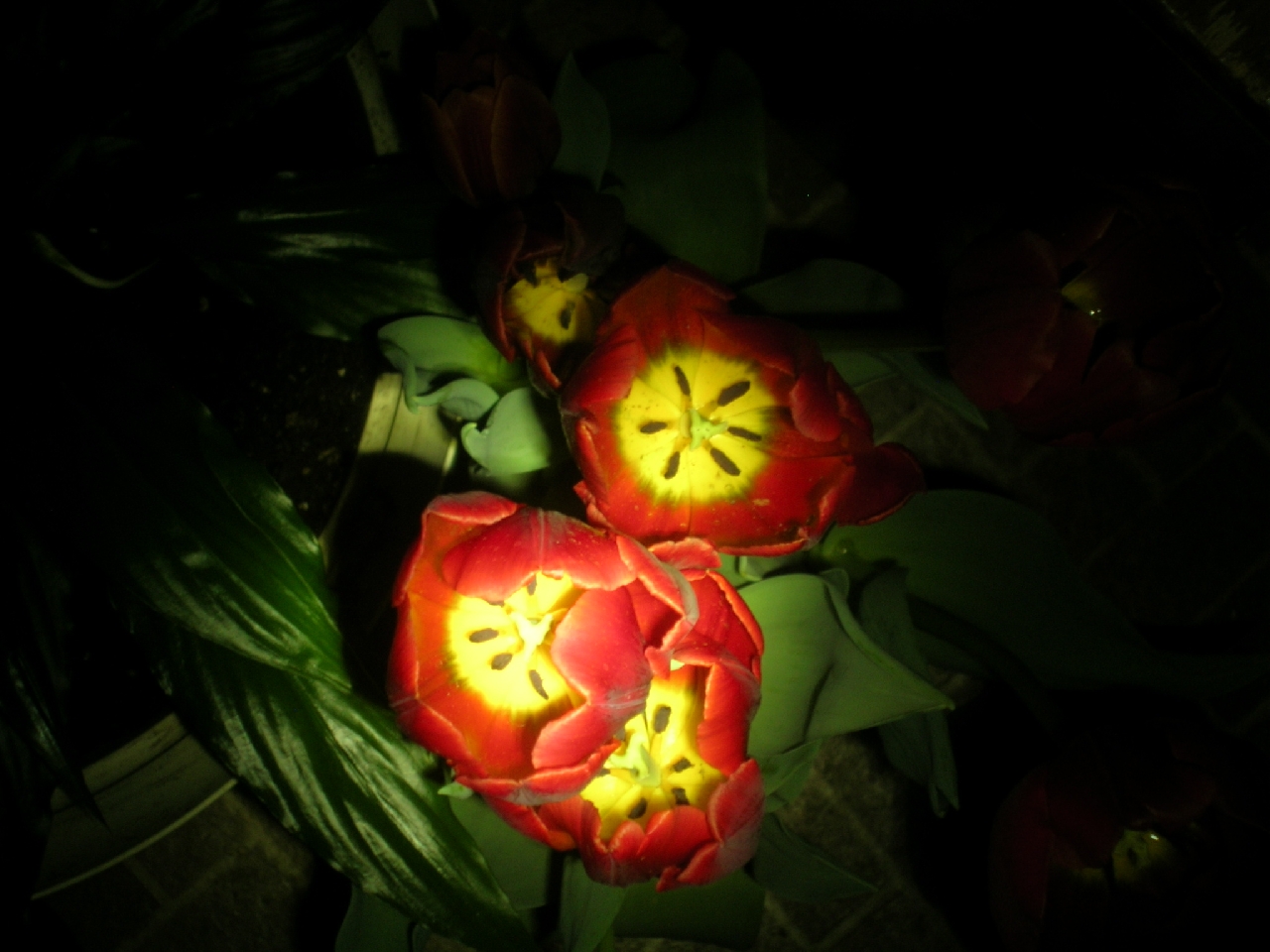 red/yellow tulips